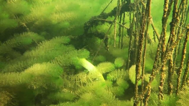 Охота щурёнка, Фото видео подводная охота, Snorkeling смотреть онлайн
