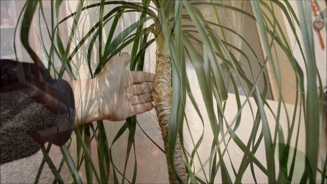 Нолина.  Особенности ухода за нолиной бокарнеей.