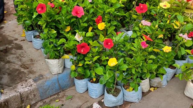 Amla Mimosa Hibiscus Rose Plant Night Queen Pati Lebo At Galiff Street Current Price Update смотреть онлайн