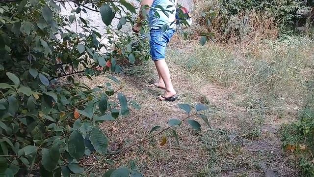 Триммер бензиновый Prorab в работе. Модель 8406L смотреть онлайн