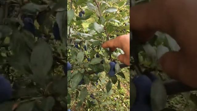 Слива Стенлей супер смачна для чорносливу смотреть онлайн