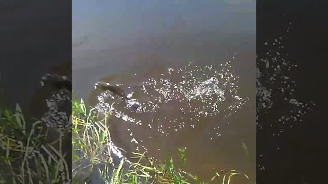 Жерех на zip baits orbit 90 смотреть онлайн