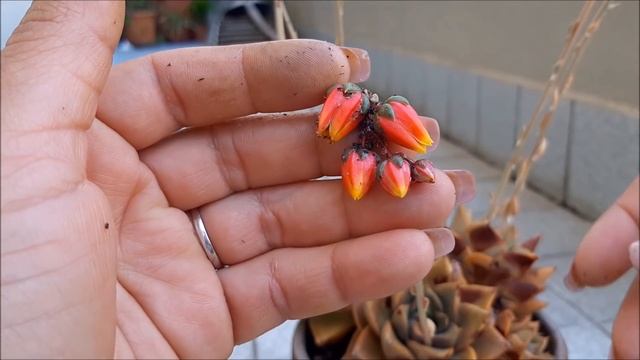 Echeveria Belle Etoile + Echeveria Dionysos Floridas | Fran Natura