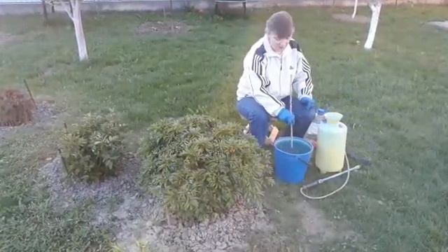 Внекорневая подкормка пионов смотреть онлайн