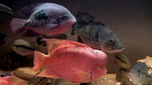 Cichla ocellaris / monoculus 13 "(33 cm) HD [www.cichlidportal.sk] смотреть онлайн