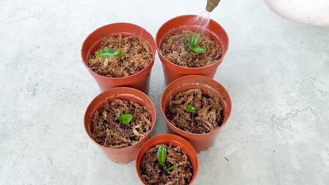 Manually Propagated Orchids From Flower Stalks, Unexpected Results