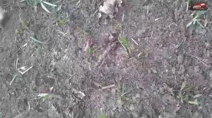 Как надо собирать черемшу