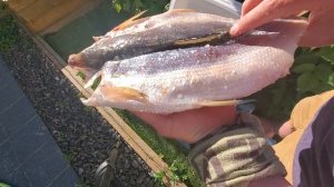 Вкусная вяленая рыба рецепт. Универсальная сухая засолка рыбы на примере сига