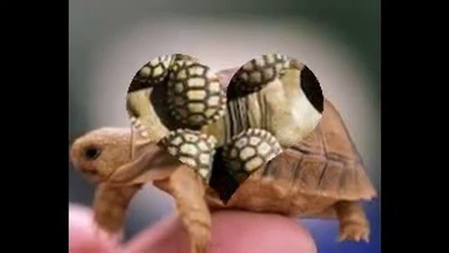 настоящая жизнь черепах смотреть онлайн