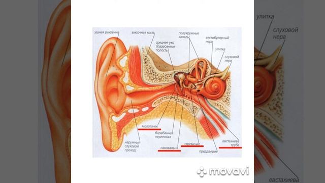 Готовимся к Всероссийской Олимпиаде Школьников по биологии смотреть онлайн