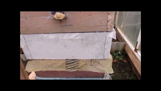 август на пасеке - ульевые рамки после откачки меда и обсушки пчелами, убираю на хранение смотреть онлайн