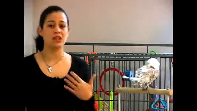 How to Teach Parrots to Step On Your Hand смотреть онлайн