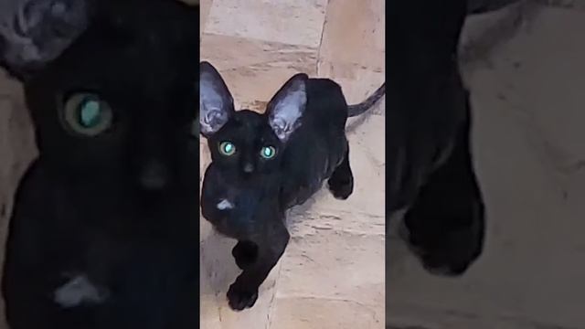 Дженка, кудрявая кошечка корниш рексы смотреть онлайн