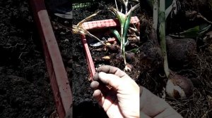 (48)Тюльпаны, размножение и уход за ними.