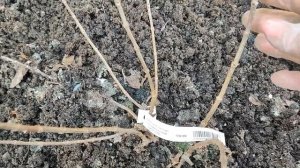 Гортензии Строберри Блоссом и Полярный Медведь пересорт или нет ,нужен ваш совет ??