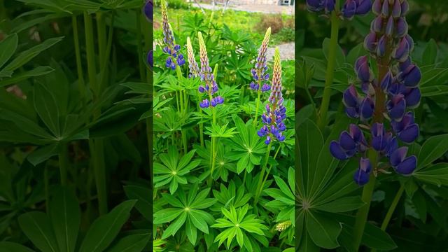 2 причины посеять люпин смотреть онлайн