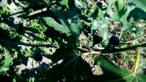 Сравнение сортов инжира Кадота Брунсвик Арабули Крымский Чёрный Коричневый Турецкий