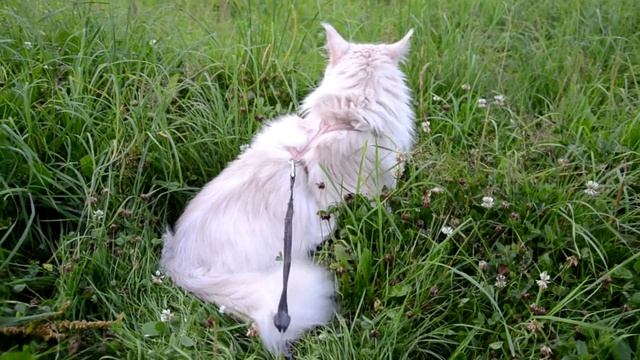 Кот мейн кун Соир. Питомник мейн кунов BeRiCoon смотреть онлайн
