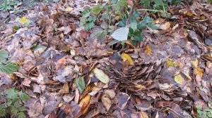 Опавшие листья - как я использую их. Переработка опавших листьев