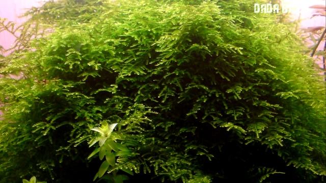 ЯВАНСКИЙ МОХ В АКВАРИУМЕ! ПОСАДКА, ВЫРАЩИВАНИЕ, РАЗВЕДЕНИЕ, КАК ПРИКРЕПИТЬ НА КОРЯГЕ! смотреть онлайн