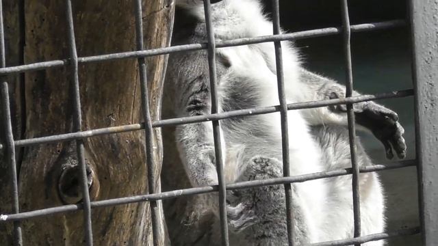 Зоопарк Киев. Где отдохнуть в Киеве. смотреть онлайн