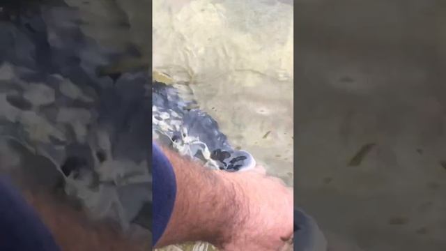 Оживление РУССКОГО ОСЕТРА. #зарыблениепруда #русскийосетр #осётр #рыба #оживление #shorts смотреть онлайн