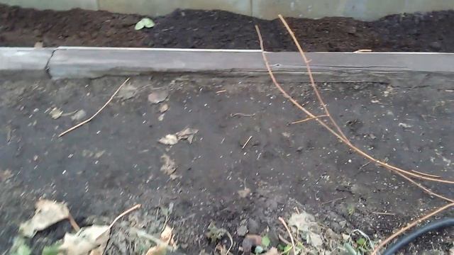 Виноград в Омске: готовим лозу к зиме смотреть онлайн