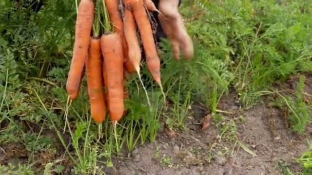 НЕ ПОВЕРИЛА СВОИМ ГЛАЗАМ.Морковная муха НА УТРО ИСЧЕЗЛА.ДЕДОВСКИЙ СПОСОБ - БЕЗОПАСНАЯ ЯДРЕНАЯ СМЕС смотреть онлайн