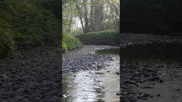 Расслабляющий звуки природы пенный птицы звук речки вы лесу для релакса медитации сна смотреть онлайн