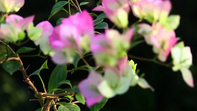 Beauty Of Bougainvillea смотреть онлайн