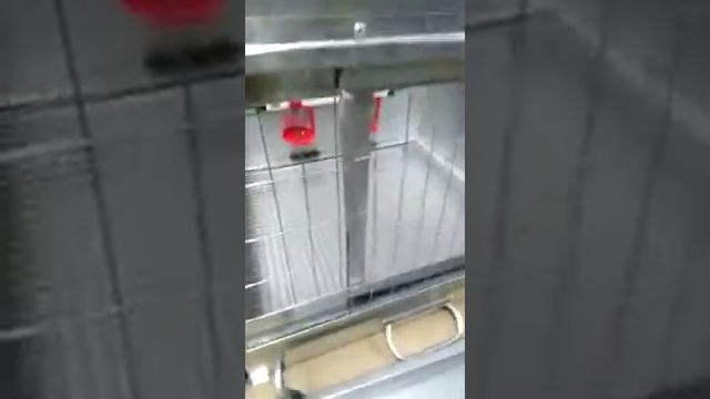 Видео обзор брудера для цыплят, оцинкованный Мини "Премиум" - Большой фермер смотреть онлайн