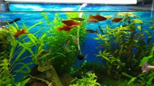 Кормление рыб - замороженная артемия