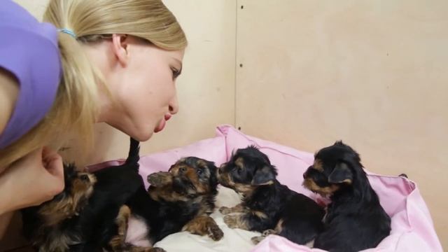 Целовашки / щенки йорка / питомник йорков