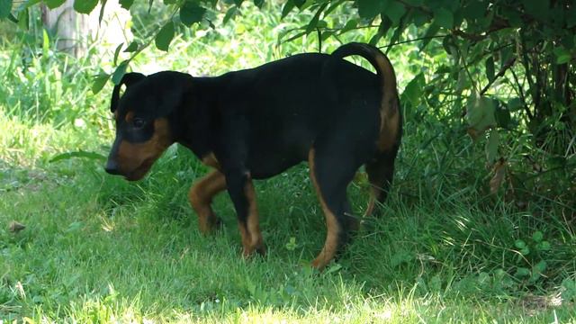 Цвергпинчер щенок смотреть онлайн
