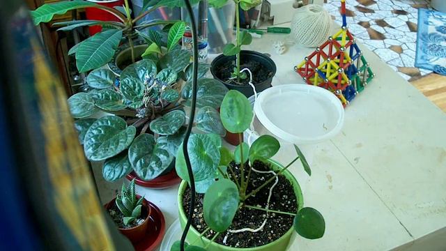 2 Week Houseplant Timelapse || May 20 - June 2, 2019 смотреть онлайн