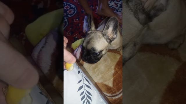 Французский бульдог смотреть онлайн