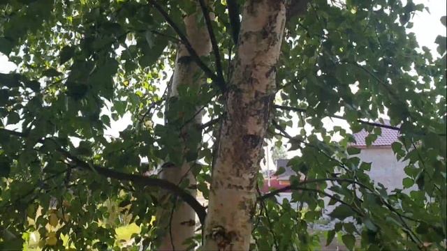 ?СТРОИМ ДОМИК НА ДЕРЕВЕ?BUILDING A TREE HOUSE/ ГОРОДСКАЯ ДЕРЕВНЯ смотреть онлайн