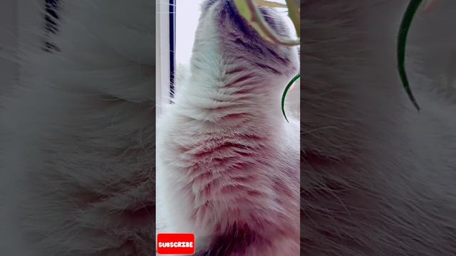 Кошка шотландская прямоухая Скоттиш страйт Колор пойнт смотреть онлайн