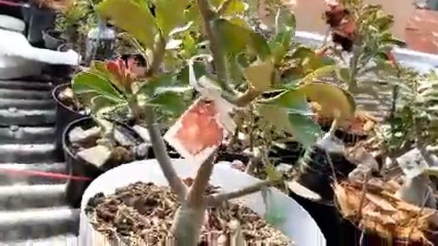 Obesum Duang Say Tee смотреть онлайн