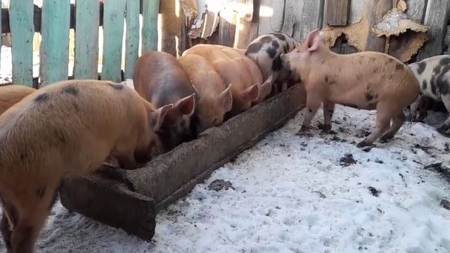 СТОИТ ЛИ ПОКУПАТЬ ПОРОСЯТ В ЗИМУ? смотреть онлайн