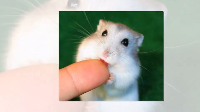 ШОК! Самые маленькие животные #ЛучшиеТОП смотреть онлайн