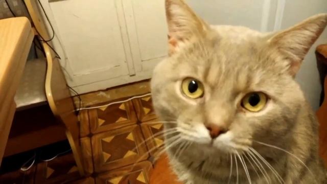 Мяуканье кота! Ваша кошка будет преследовать Вас? Мой котёнок, кошки и кот Да! смотреть онлайн
