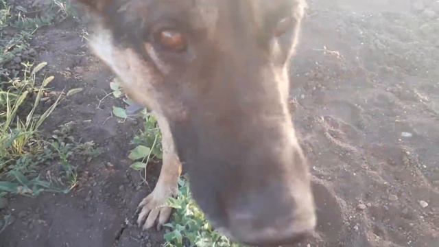 Наша собака ест горох!!!! смотреть онлайн