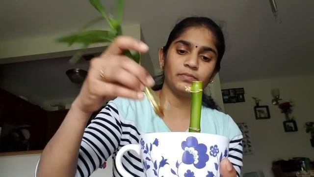 Lucky bamboo propagation: from a dead plant ( In water Indoors) смотреть онлайн
