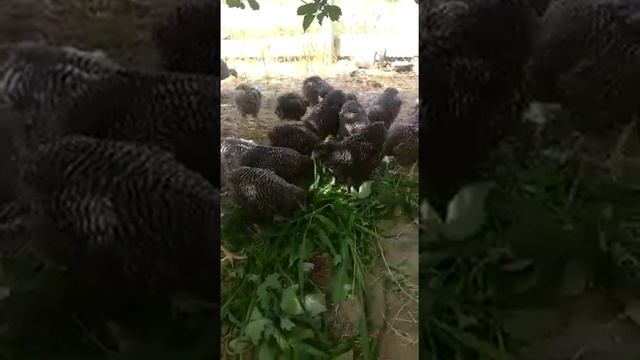 очень красивая порода кур Амрокс мясо яичного направления. смотреть онлайн
