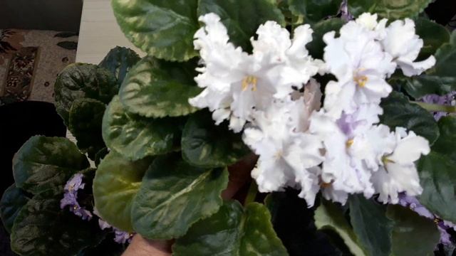 Зачем я ращу всех деток? АВ-Валенсоль. Одна розетка хотела стать химерой. смотреть онлайн