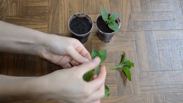 Черенкование петунии. смотреть онлайн
