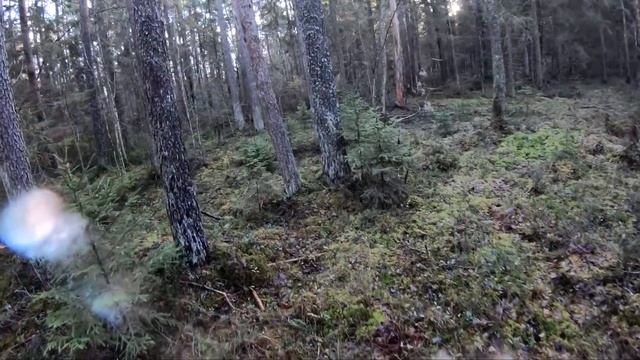 Охота на лося с лайкой | Moose hunting with laika смотреть онлайн