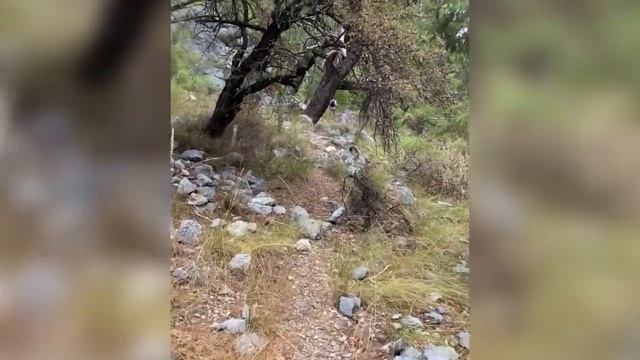 Дикие козы, бездомный алабай, колючки и не только. Как выглядит маршрут вокруг горы Тюнектопе смотреть онлайн