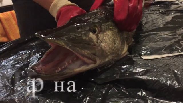 щука весом 5,6 кг смотреть онлайн